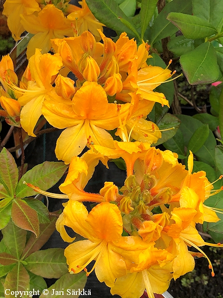 Rhododendron 'Onnimanni', puistoatsalea